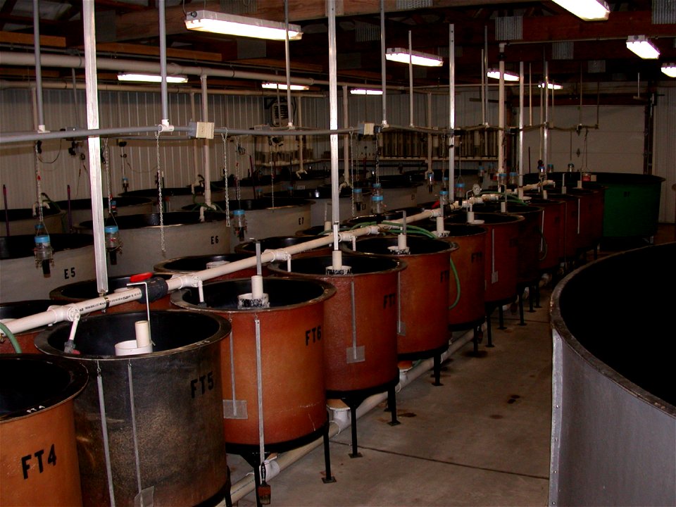 Hatchery Tanks at Garrison Dam National Fish Hatchery photo