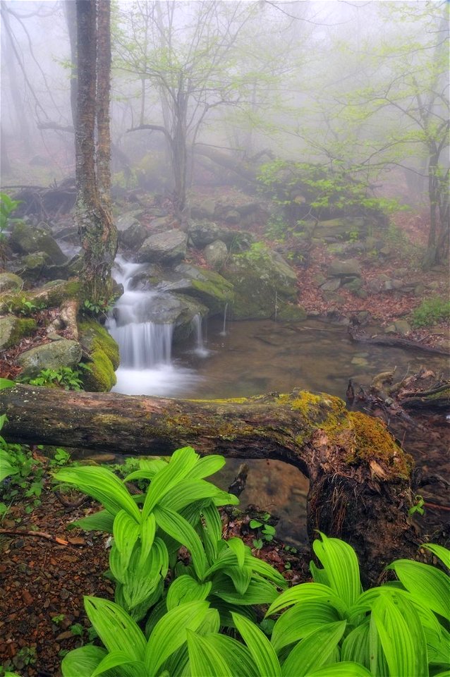 Stream with False Hellebore