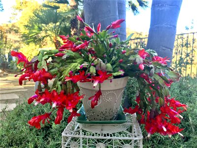 Thanksgiving Cactus photo