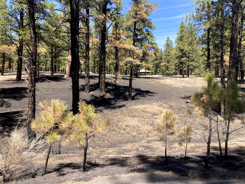 TunnelFireBAER_20220430_lowburnseverityatBonitoGroupCampground_DickFleishman