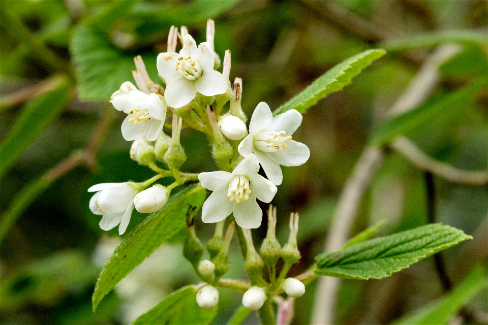 Jamesia americana