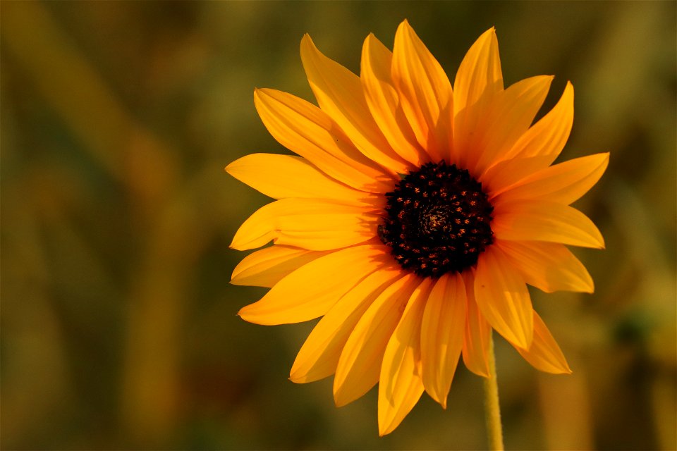 Sunflower Valentine National Wildlife Refuge