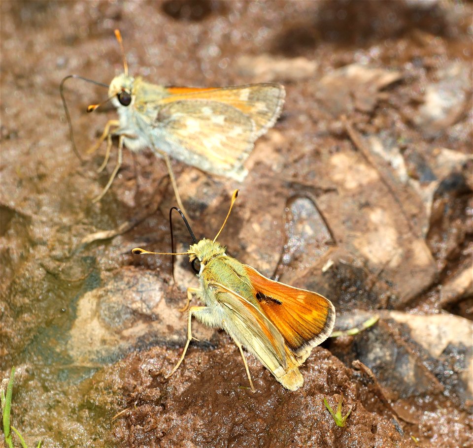 SKIPPER, LINDSEY'S (Hesperia  lindseyi) (06-15-2022) rattlesnake spring, copco road, jackson co, or -05