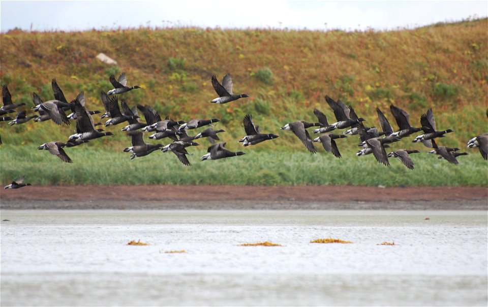 Brant at Izembek Lagoon