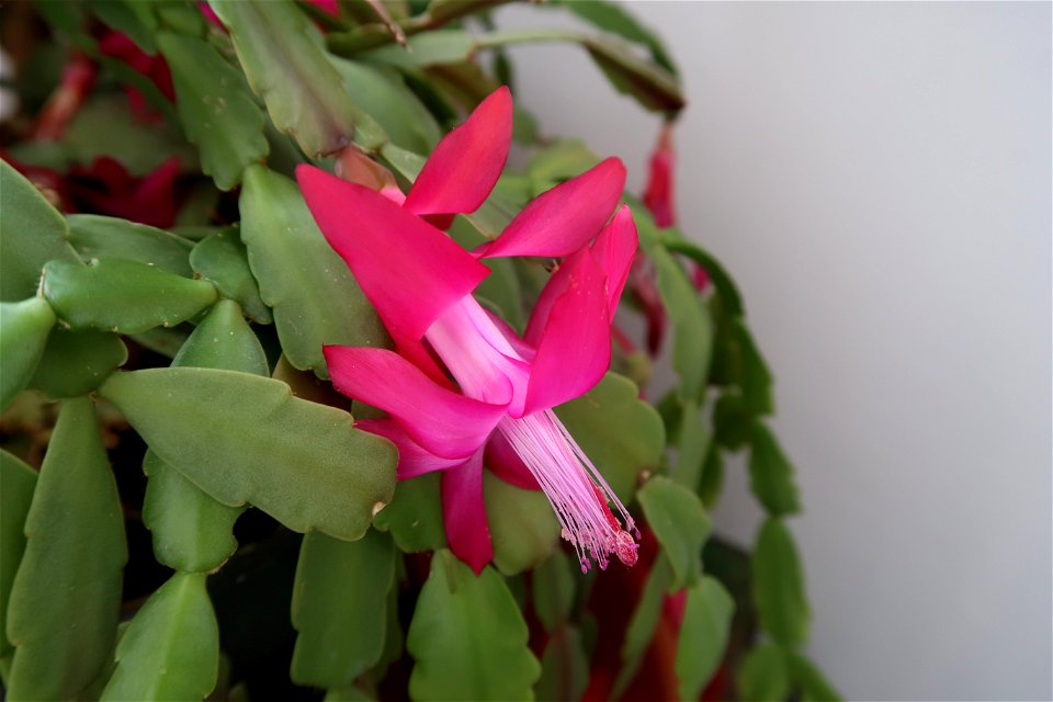Christmas_cacti_2023_0217_105721