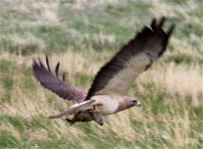 Swainson's Hawk