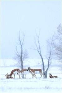 Winter Pronghorn photo