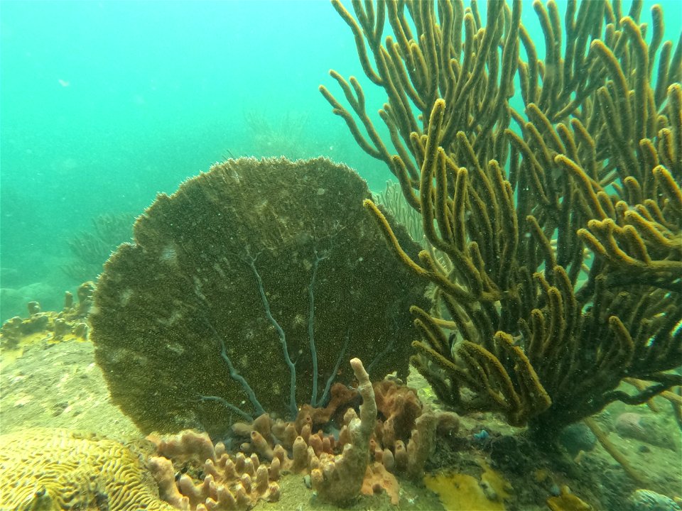 Fan Coral Diving Tayrona National Park from Taganga Colombia