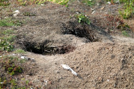 Arctic Fox Den