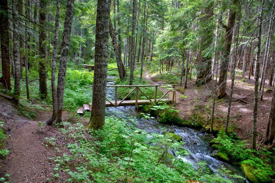O-Gifford Pinchot Blue Lake Cr Trail-3