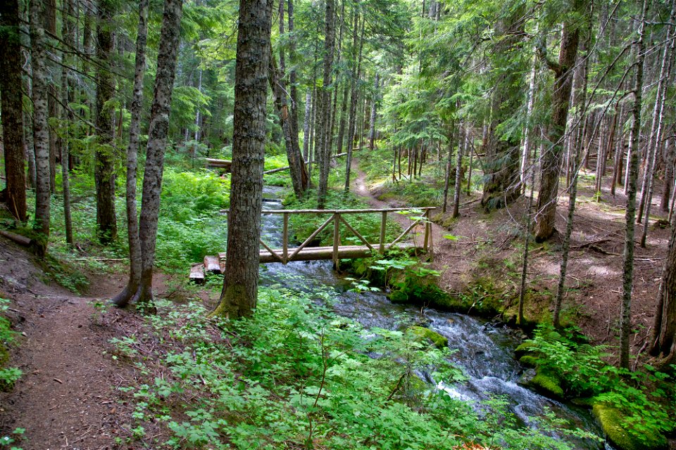 O-Gifford Pinchot Blue Lake Cr Trail-3 photo