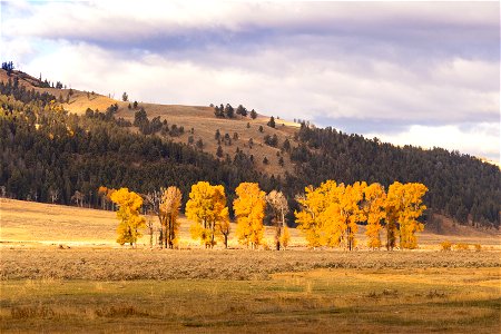 Fall color cottonwoods in Lamar Valley photo