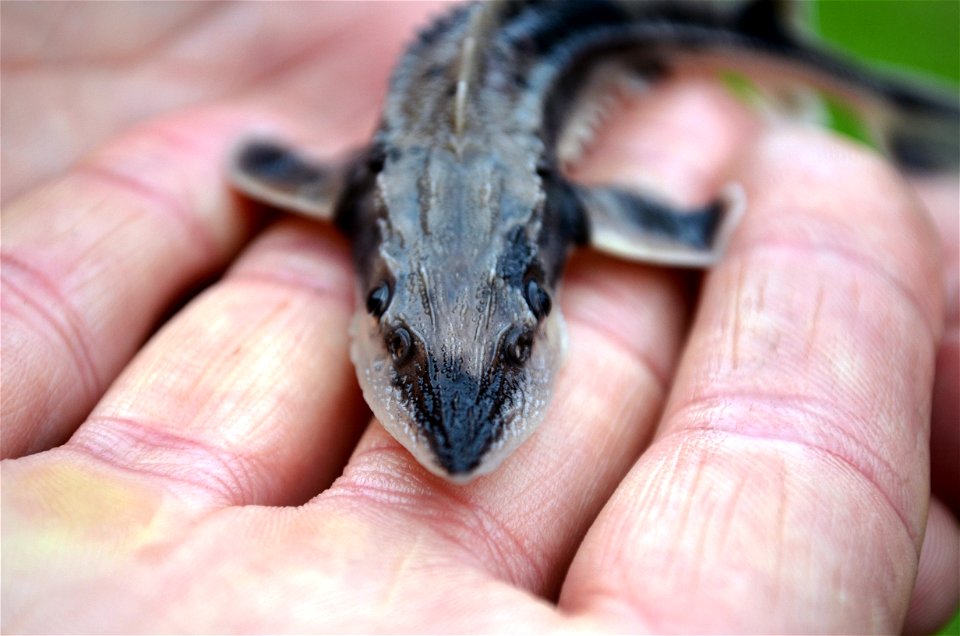 Oh hey there baby lake sturgeon!