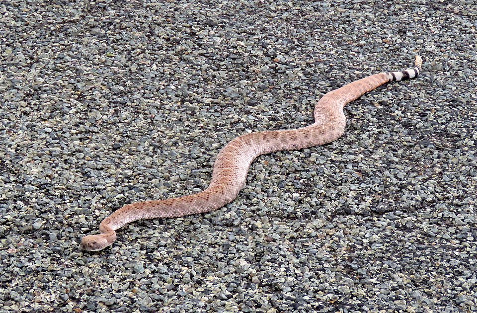 RATTLESNAKE, WESTERN DIAMONDBACK (Crotalus atrox) (8-13-2021) cochise co, az -01