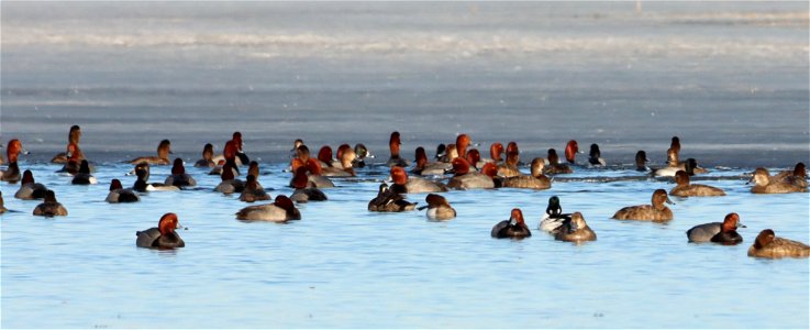 Spring Diving Ducks Huron Wetland Management District photo
