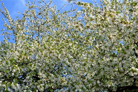 Spring ,April 2023