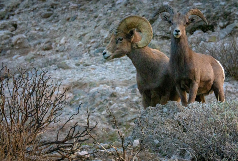 San Gorgonio Wilderness in Sand to Snow National Monument