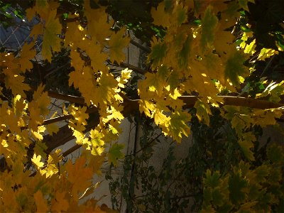 toamna2009_1121_120604