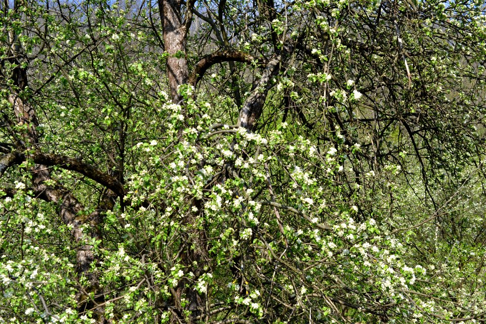 Spring ,April 2023