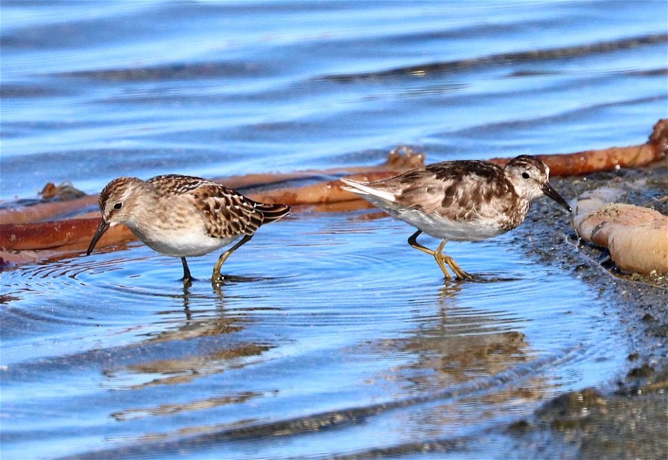 funky WESTERN SANDPIPER (9-11-2021) partial leucistic, lake tolowa, del norte co, ca -01