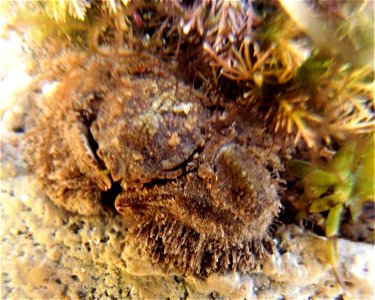 Broad-Clawed Porcelain Crab, Rockpools, Greencliff, Abbotsham Cliffs , Westward Ho! North Devon. 13th June 2022