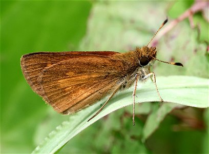 SKIPPER, BROAD-WINGED (Poanes viator) (05-25-2023) mattamuskeet nat wildlife refuge, hyde co, nc -06 photo