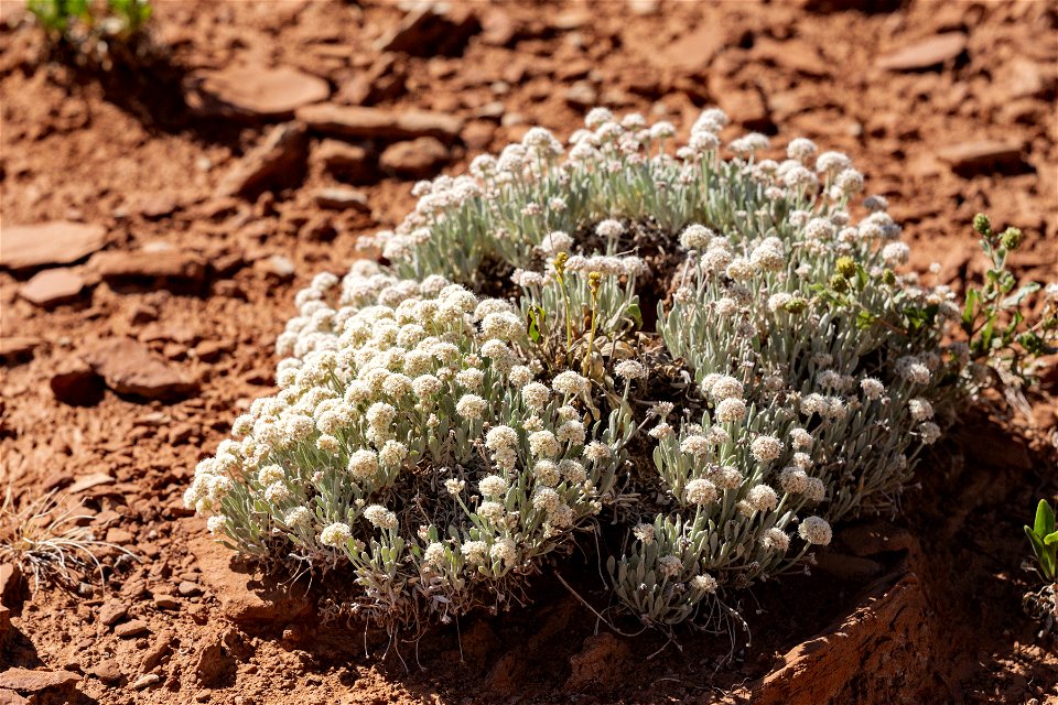 Eriogonum pauciflorum