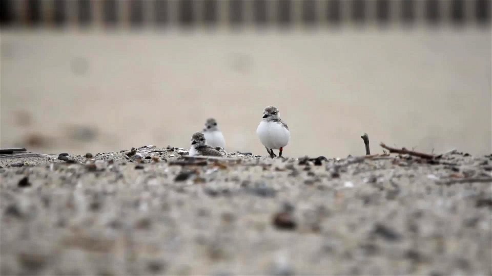 Three Western snowy plover chicks at Huntington State Beach photo