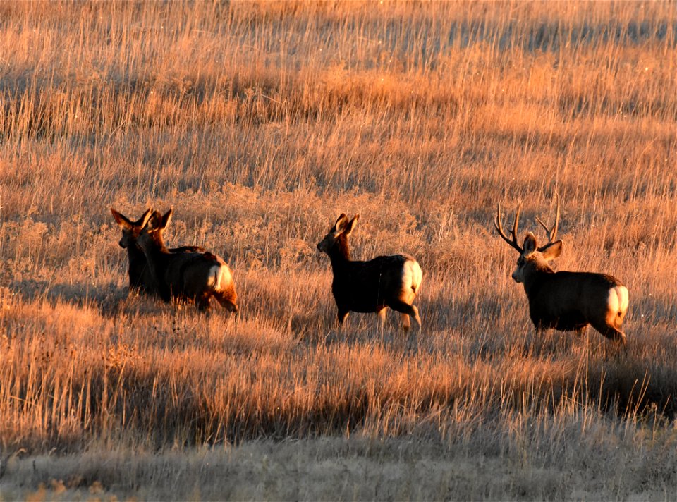 Mule deer at Seedskadee National Wildlife Refuge