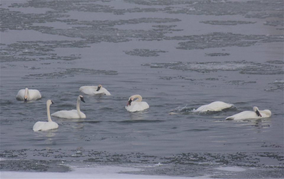 Trumpeter swan at Seedskadee National Wildlife Refuge