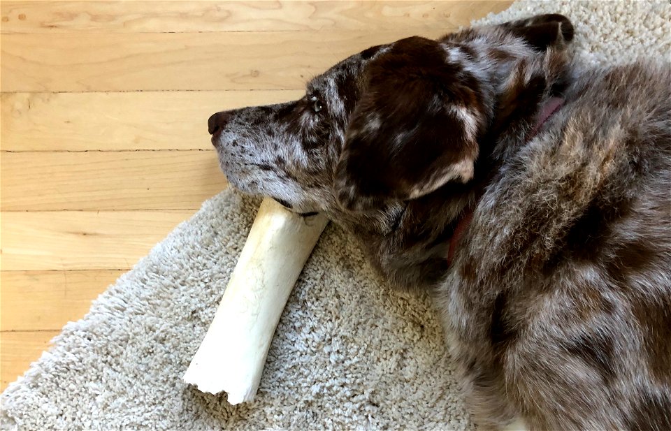 I Think [on my bone] Therefore I Dog