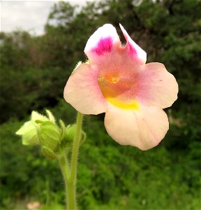 DOUBLECLAW (Proboscidea paraviflora) (8-15-2021) madera canyon, santa rita mts, pima co, az -01 (1)