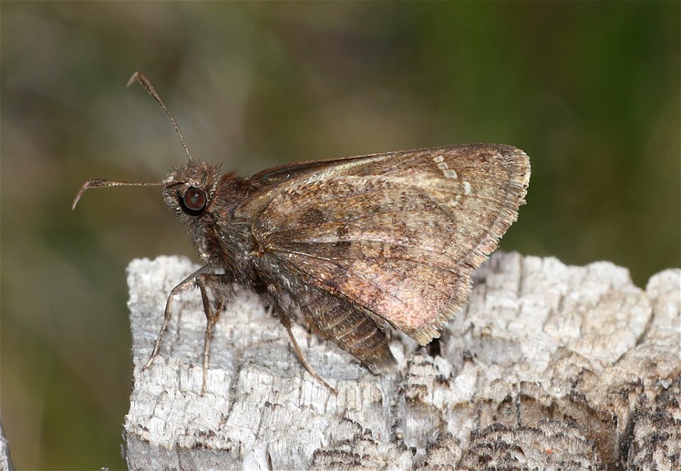 CLOUDYWING, AEMILEA (Thorybes aemilea) (07-22-2022) 6350 ft, three creek meadow campground, south of sisters, deschutes co, or (2)