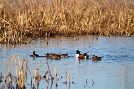 Blue-winged Teal & Northern Shoveler Owens Bay Lake Andes National Wildlife Refuge South Dakota photo