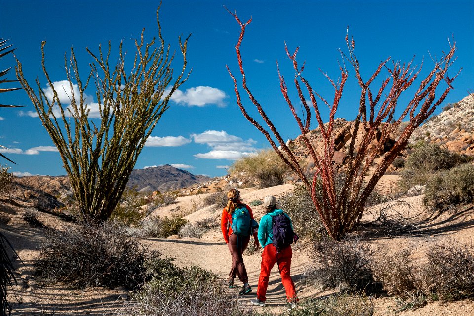 Lost Palms Oasis Hiking