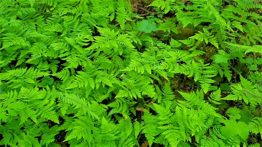 Oak Fern at Old Sauk Trail, Mt. Baker-Snoqualmie National Forest. Video by Sydney Corral May 21, 2021 photo