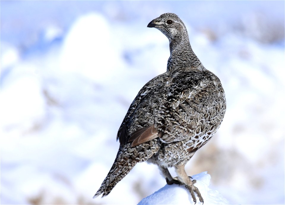 Greater sage-grouse on Seedskadee National Wildlife Refuge