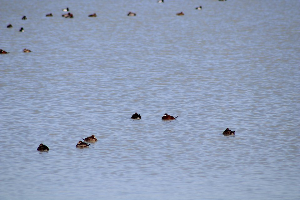 Waterfowl Lake Andes National Wildlife Refuge South Dakota