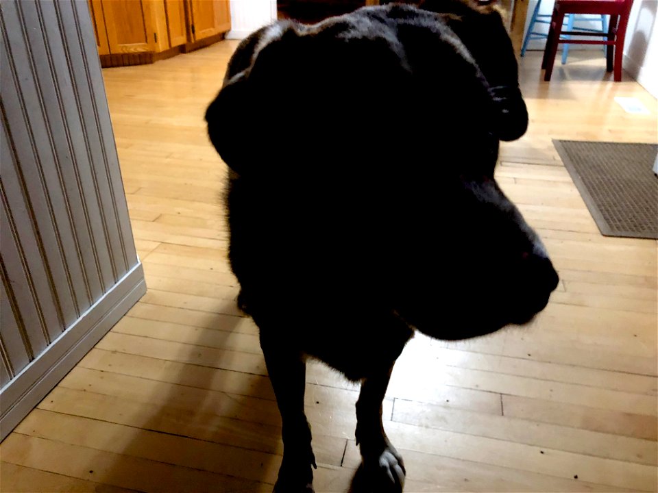 2021/365/308 Mystery Dog
