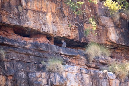 Rock wallaby