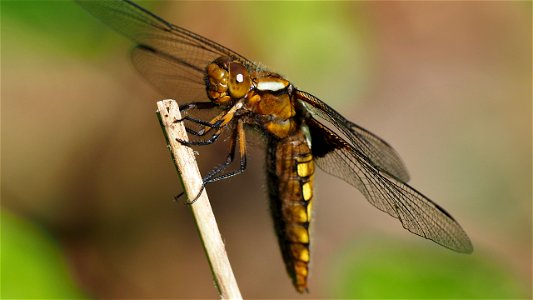 Libellula depressa (Plattbauch-Libelle) - Weibchen