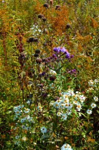 Pollinator boquet photo