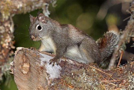 DOUGLAS SQUIRREL (Tamiasciurus douglasii) (03-30-2022) lake earl wildlife area, del norte co, ca -02