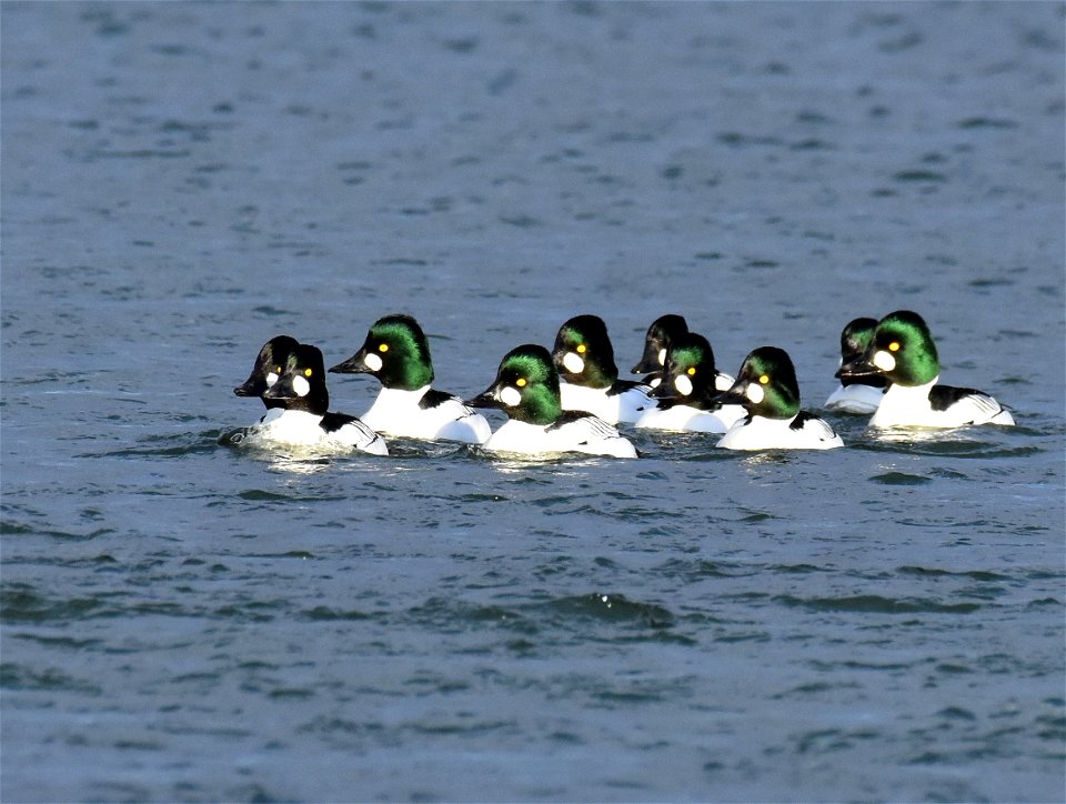 Common goldeneye at Seedskadee National Wildlife Refuge