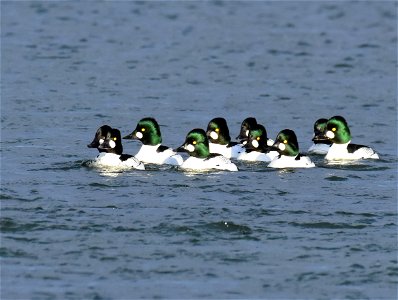 Common goldeneye at Seedskadee National Wildlife Refuge