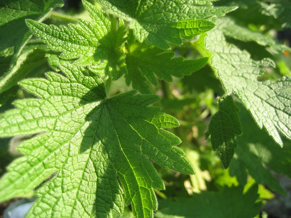 Herbal plant natural