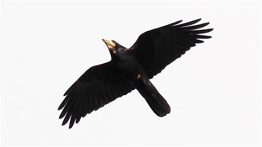 Saatkrähe Flugbild