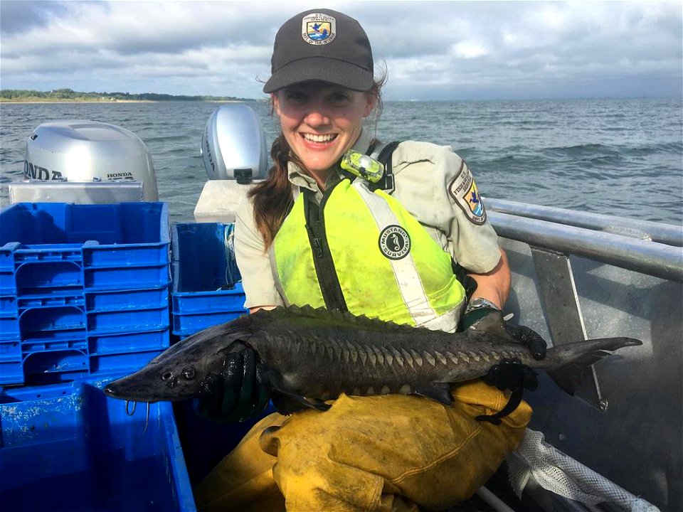 Burns Harbor Lake Sturgeon