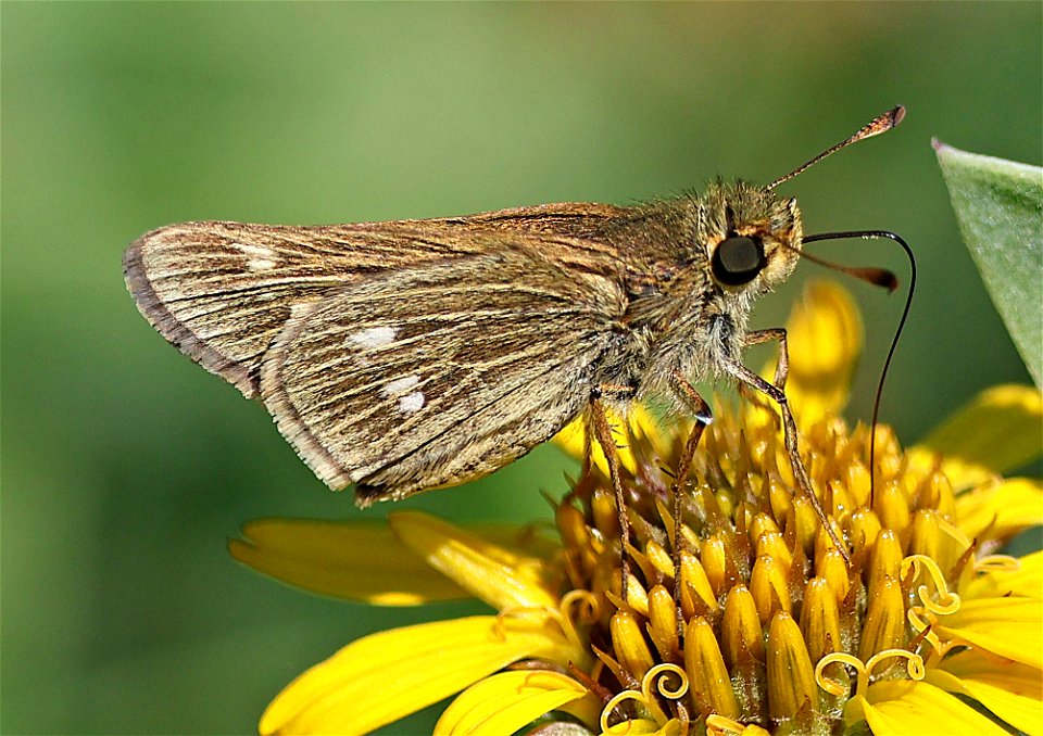 SKIPPER, OBSCURE (Panoquina panoquinoides) (02-19-2023) south texas ecotourism center, laguna vista, cameron co, tx -01
