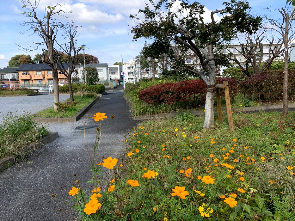 Saiwaicho Higashikurume-shi in November